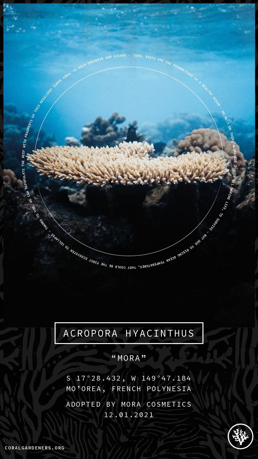 ACROPORA HYACINTHUS - Mora Cosmetic's Adopted Coral